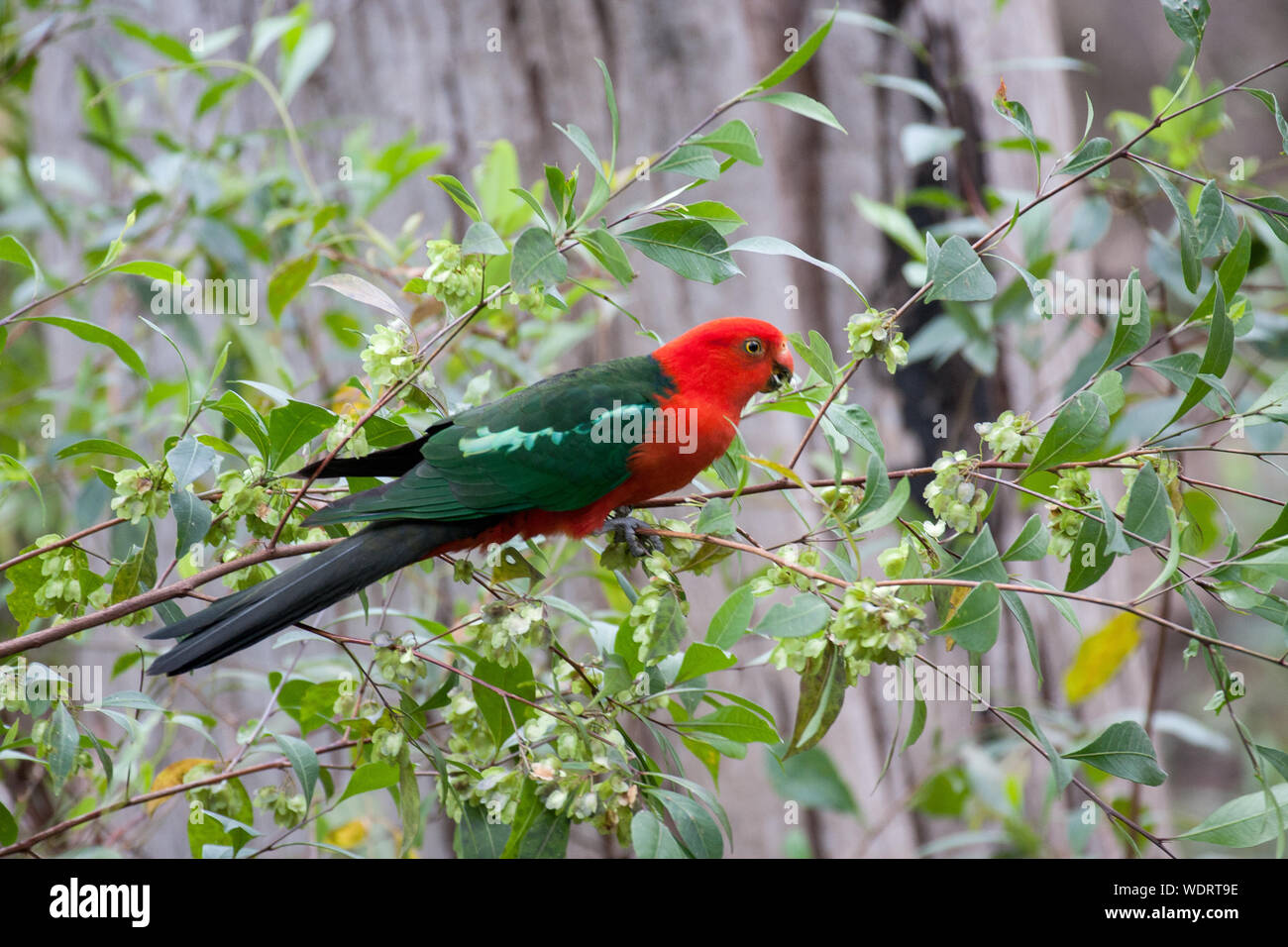 Männliche König Parrot Fütterung auf Hop Bush Stockfoto