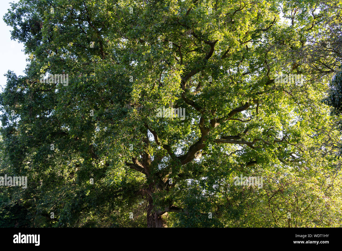 Quercus pontica - allgemein als die Trauben-eiche bekannt, Cornish Eiche oder traubeneichenholz Eiche - in voller Blätter im August am Nachmittag Sonne in England Stockfoto
