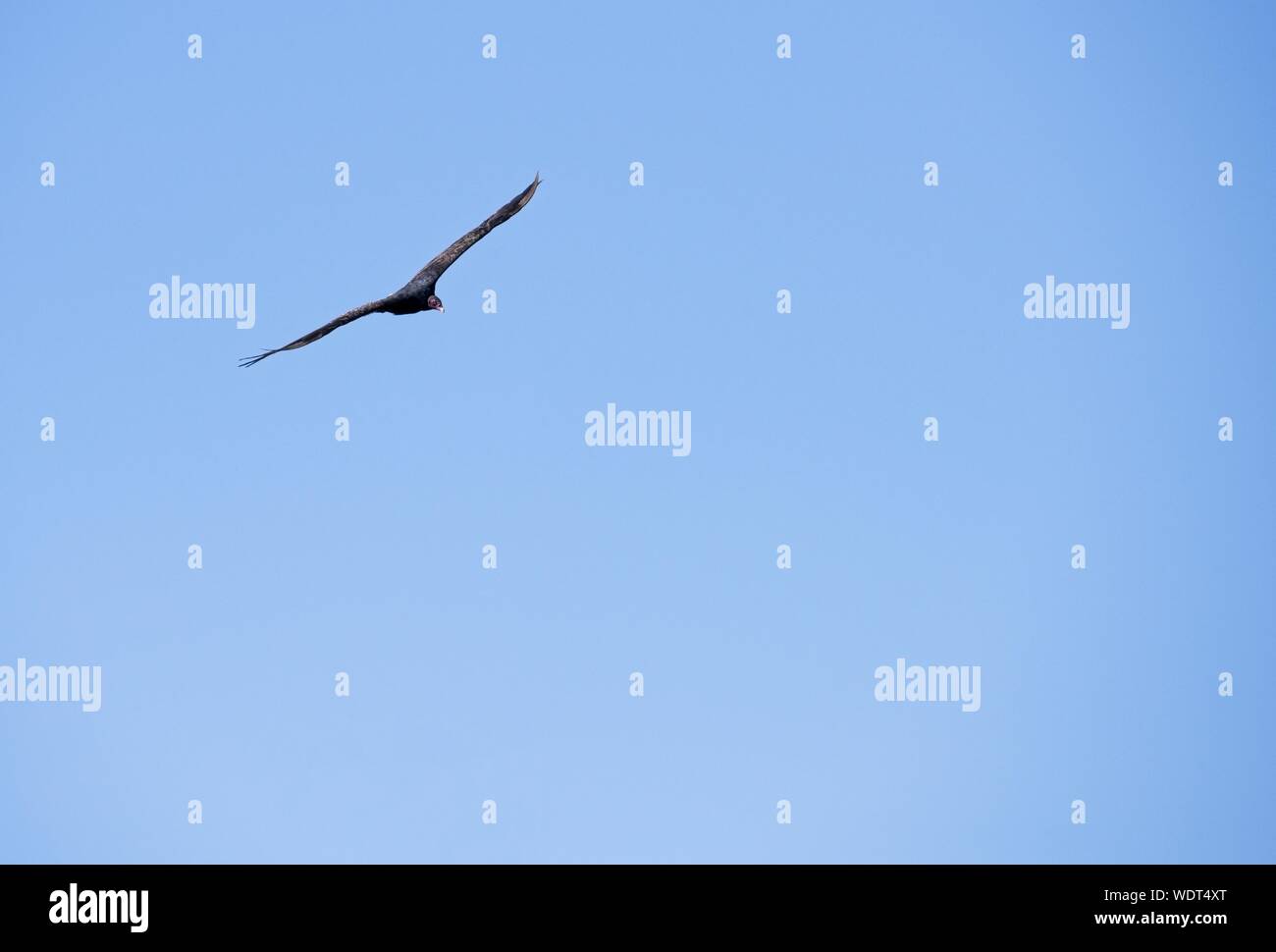 Ein Truthahngeier Drifts über die Comox Valley auf der Suche nach Aas. Stockfoto