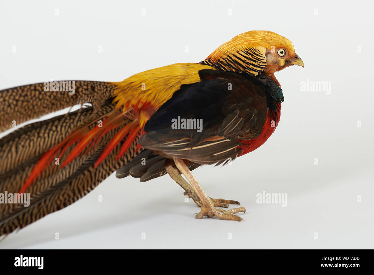 Bunte Fasan Vogel stehen auf weißen studio Hintergrund isoliert Stockfoto