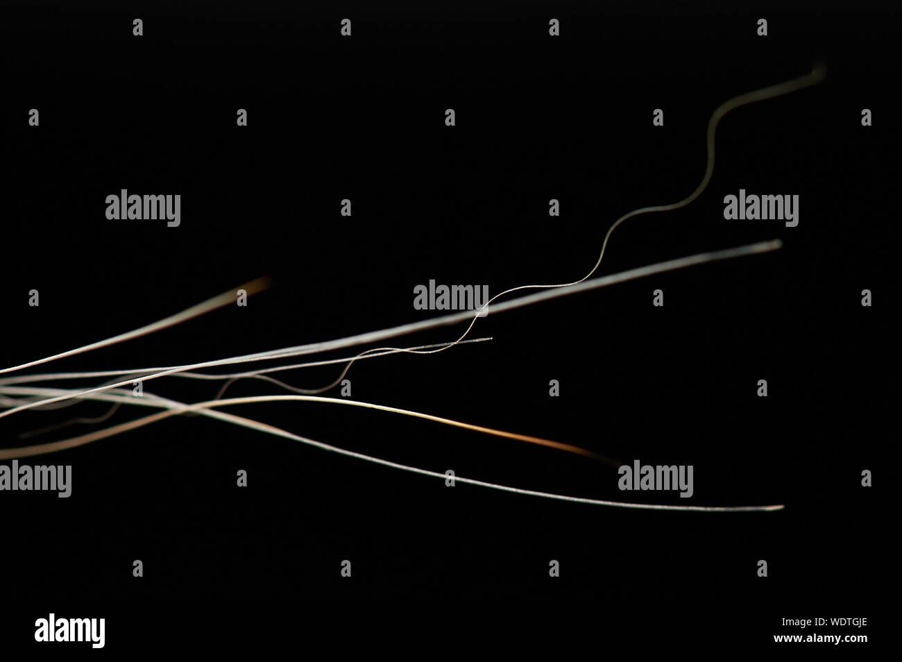 Weiß menschliches Haar enden Nahaufnahme auf schwarzem Hintergrund Stockfoto