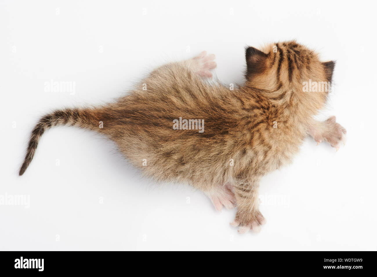Kleine braune Kitty oben Draufsicht auf weißem Hintergrund Stockfoto