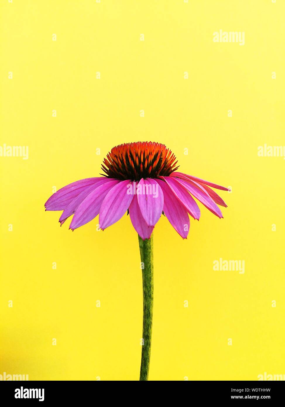 Nahaufnahme der Bunte Blume Stockfoto