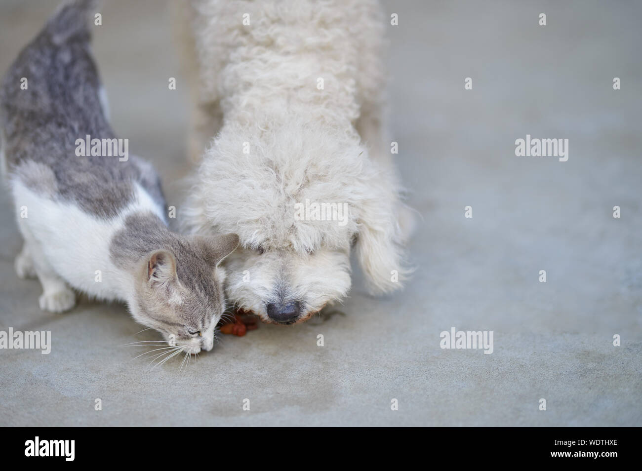 Hund und Katze zusammen essen. Harte Freundschaft Thema Stockfoto