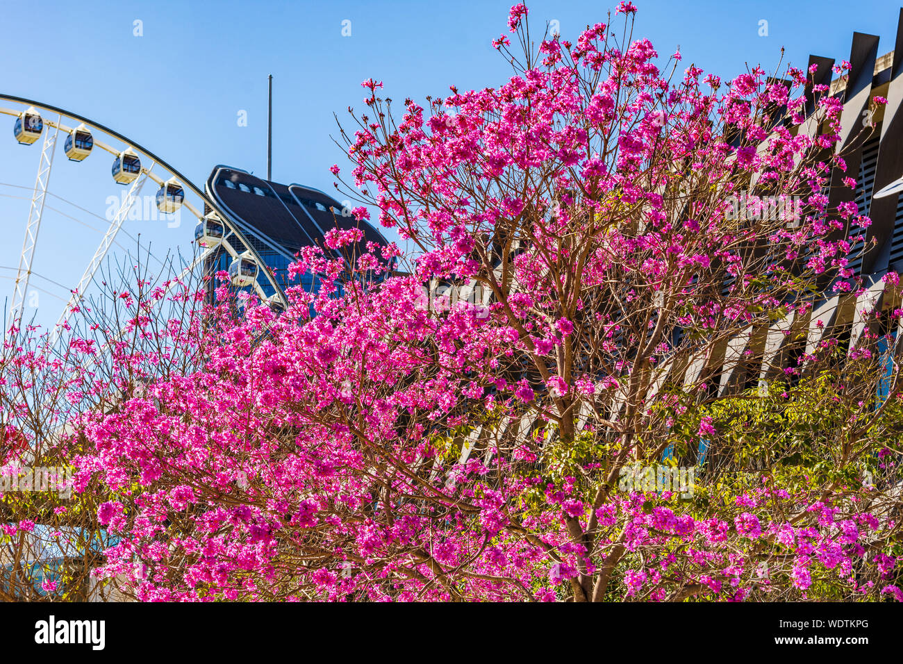 Die rosa Blüten der blühenden Trompete Baum mit städtischen Gebäude im Hintergrund. Stockfoto