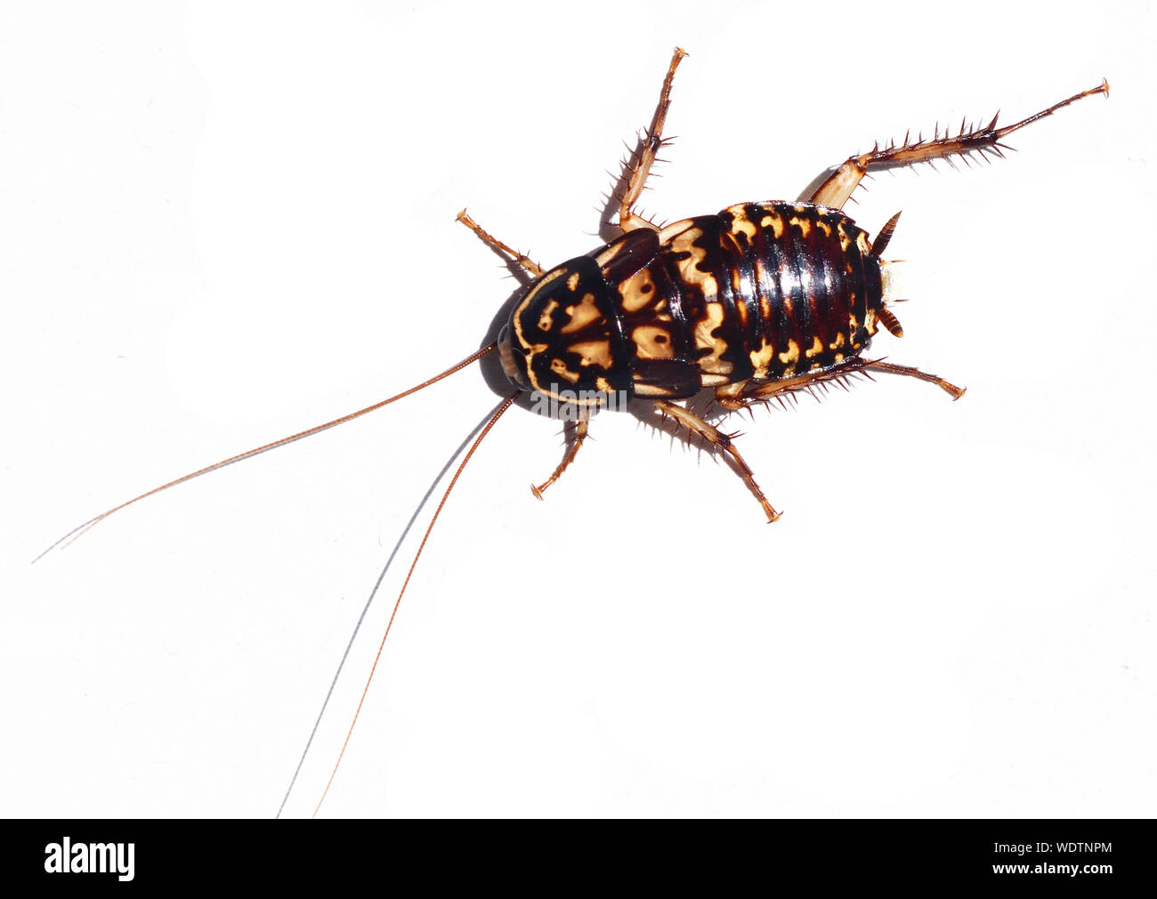 Auf weissem Hintergrund Kakerlake. Gelbe abstrakte Muster auf Dunkelbraun insekt Körper Stockfoto
