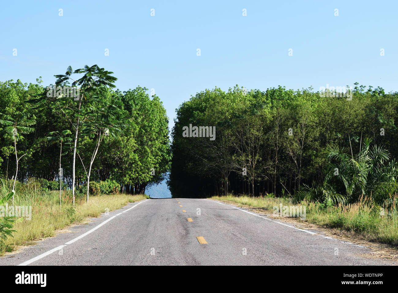 Straße von Ackerland Straßen mit Kautschuk Plantage und blauer Himmel im Hintergrund öffnen, Südostasien, Thailand Stockfoto