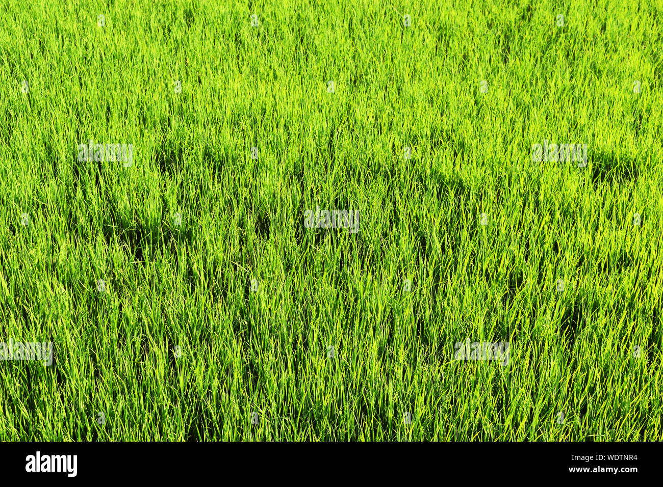 Grüne Reisfelder Erntegut, Landwirtschaft in Thailand Stockfoto