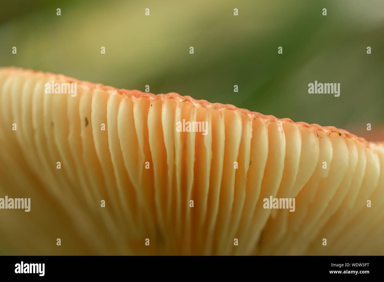 Die Unterseite der Orange Mushroom withGreen verschwommenen Hintergrund Stockfoto