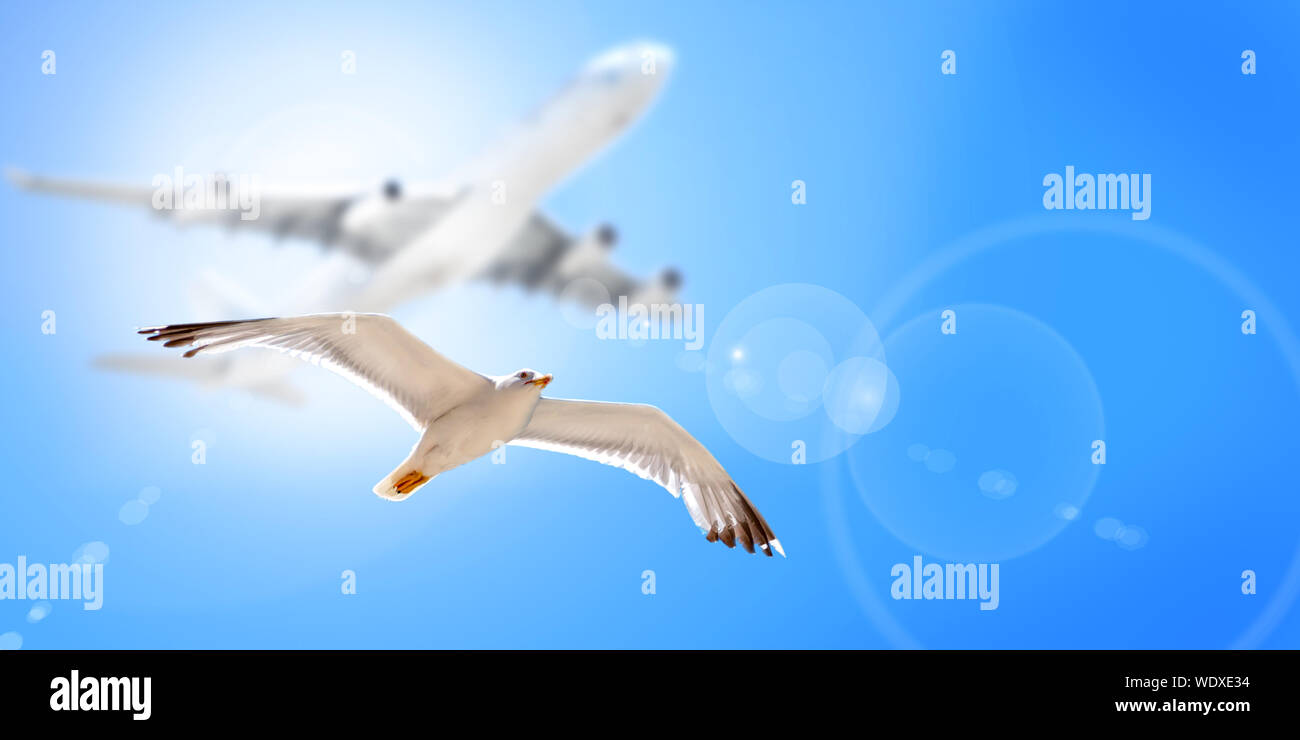 Möwe Vogel fliegen zusammen mit einem Flugzeug über ihm. Ansicht von unten. Stockfoto