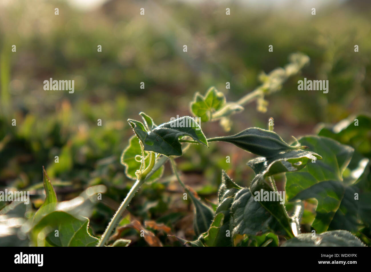 Altes Heilkraut Stockfotos Und Bilder Kaufen Alamy