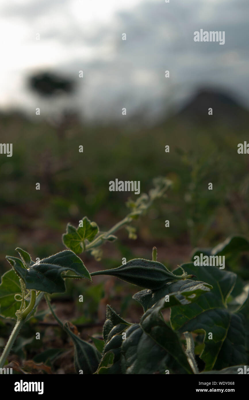 Altes Heilkraut Stockfotos Und Bilder Kaufen Alamy