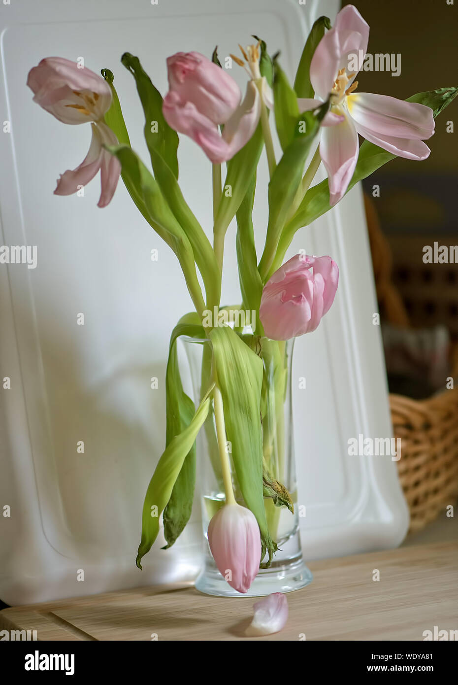 Tulpen auf einem Küchentisch welke Stockfoto