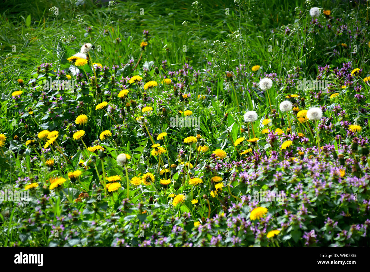 Gelbe blumen im gras Fotos und Bildmaterial in hoher Auflösung Alamy