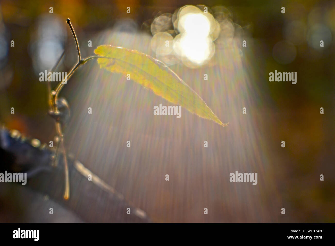Herbst Blätter auf einem Stiel mit jungen Knospen künftiger Generationen in die göttliche solare Spektrum des Lichts. Ungefiltert. Stockfoto