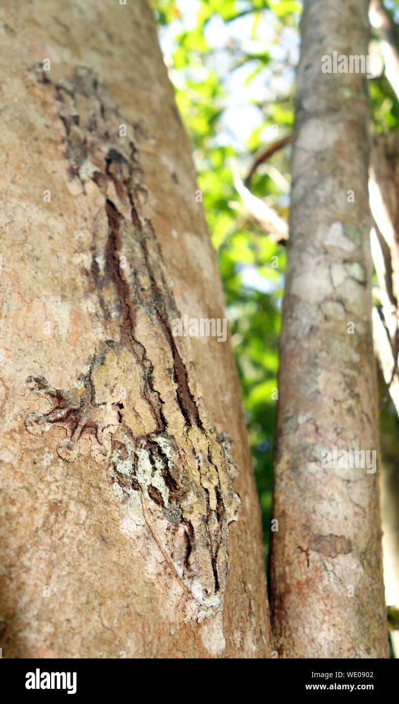 Leaf-tailed Gecko (Uroplatus sp.) auf Eukalyptus Baum, VOIMMA Community Park, Andasibe, Madagaskar Stockfoto
