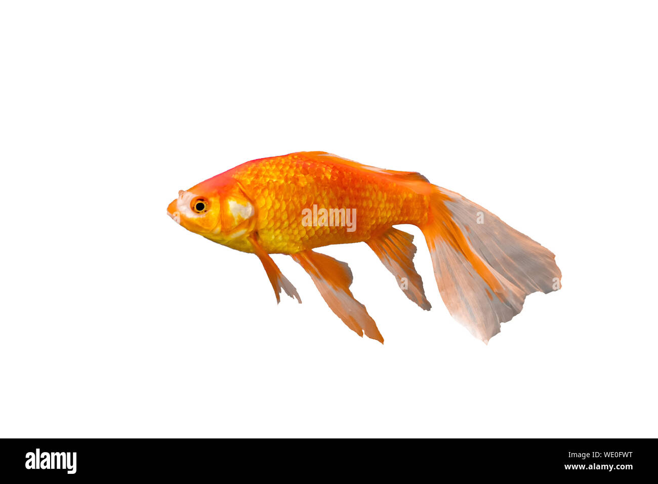 Goldfisch long-tail Rasse in China. auf weißem Hintergrund Stockfoto