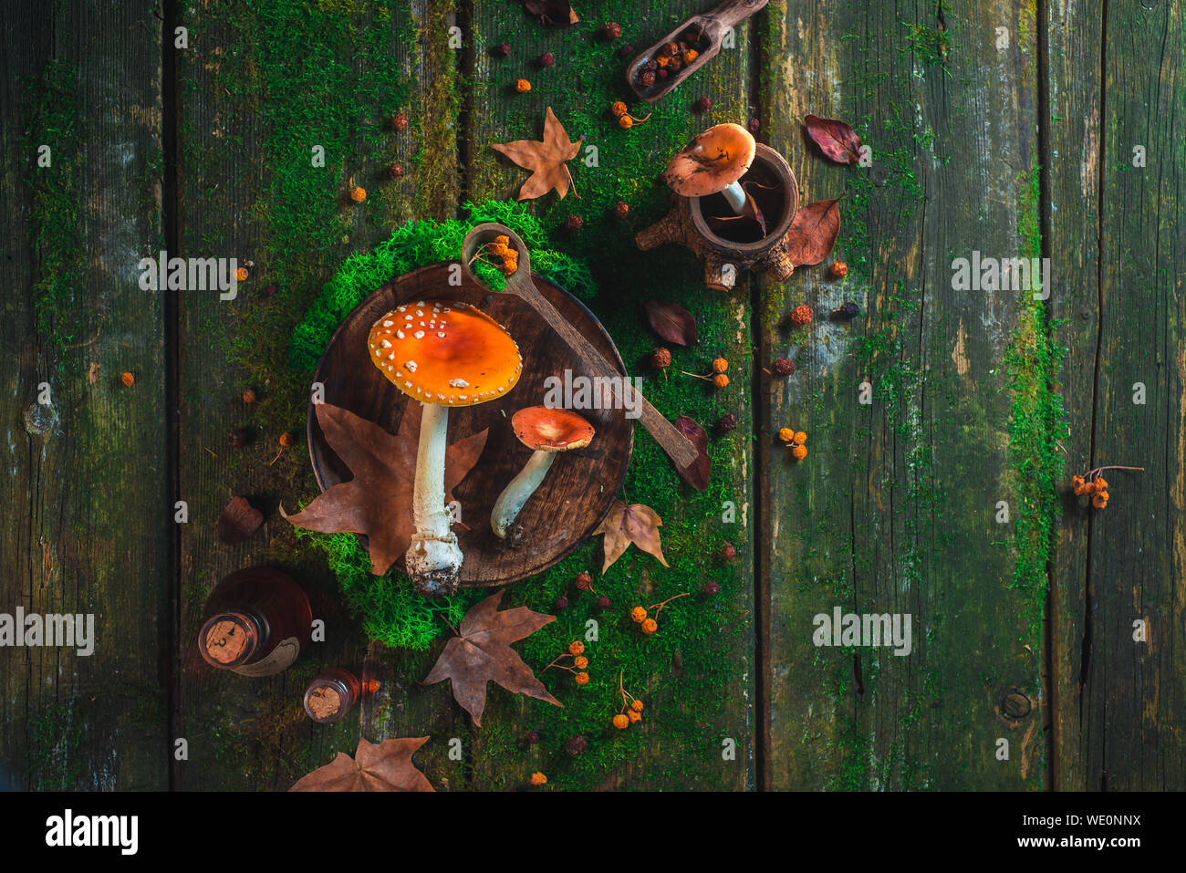 Rote Fliegenpilz Pilze auf einem Tisch mit Moos und Blättern. Zaubertrank Zutaten header. Herbst flach Stockfoto