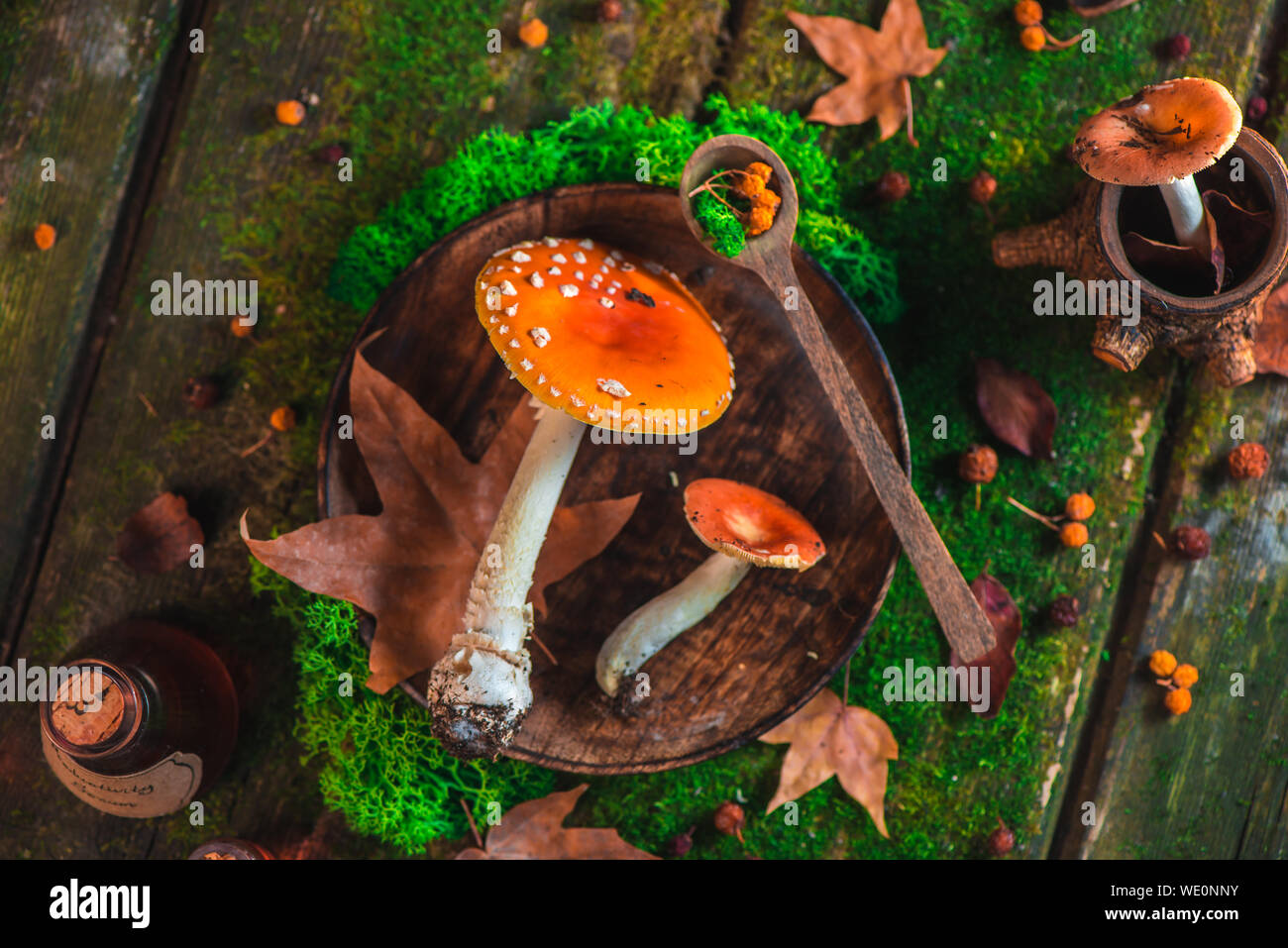 Rote Fliegenpilz Pilze auf einem Tisch mit Moos und Blättern. Zaubertrank Zutaten header. Herbst flach Stockfoto