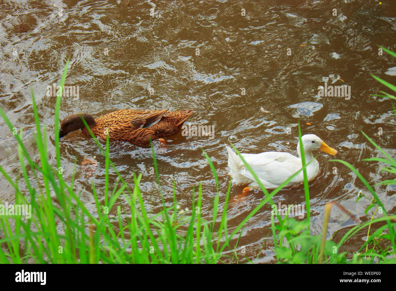 Braune und weiße Enten nehmen Sie ein Bad im trüben Wasser des Flusses Stockfoto