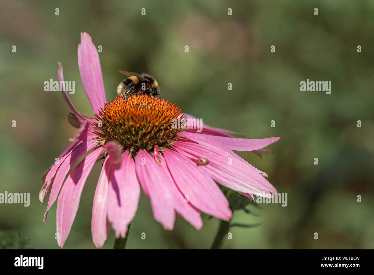 Bumblebee closeup erschossen. Makro Fotografie, Sommer vibes Stockfoto