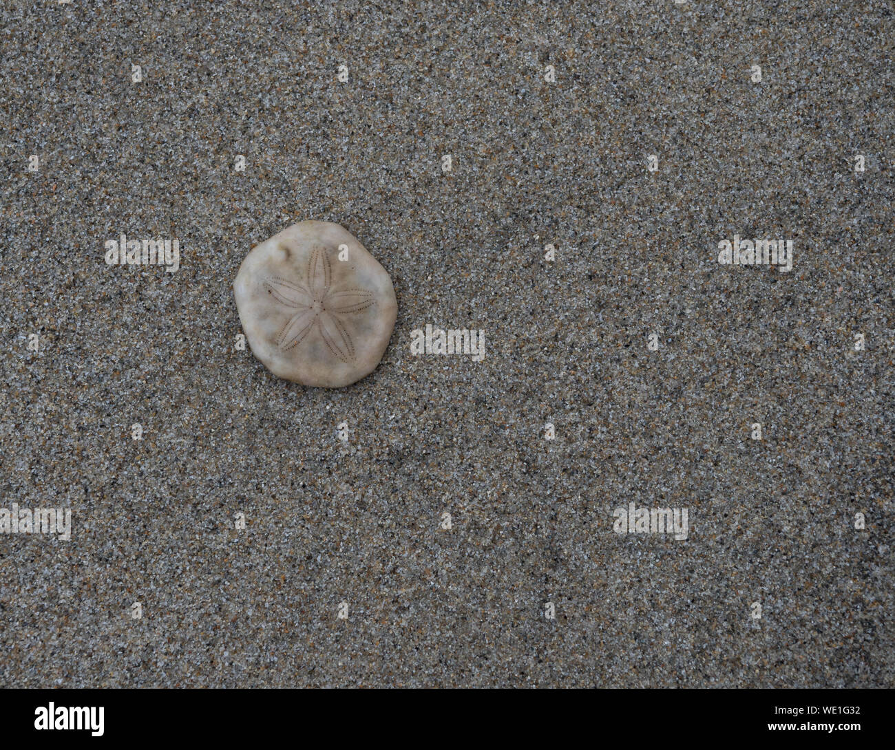 Sand dollar auf tan Sand am Strand in Danang, Vietnam. Von oben fotografiert. Stockfoto