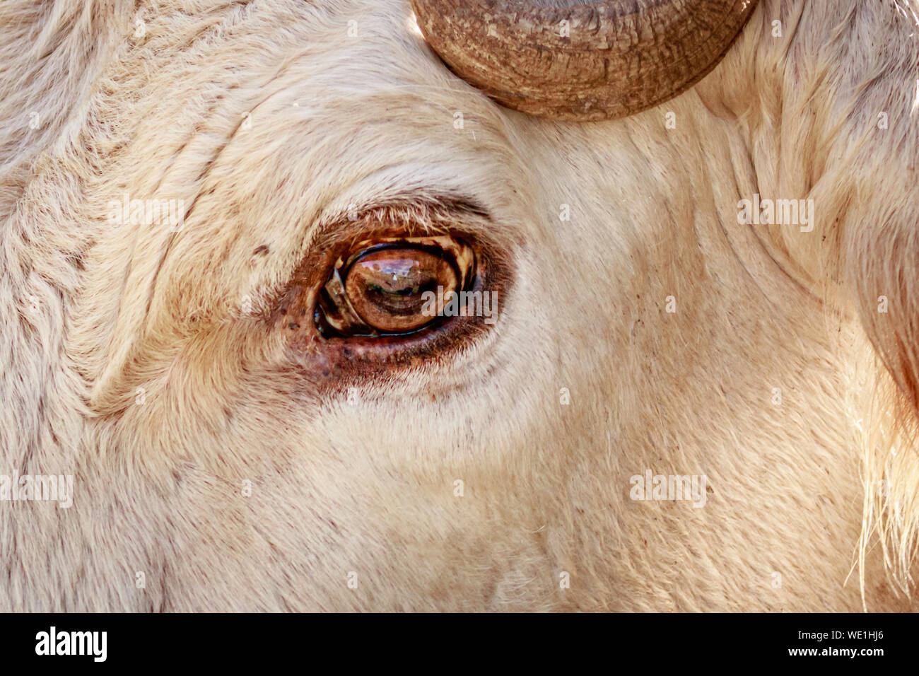 Kuh AUGE Stockfoto