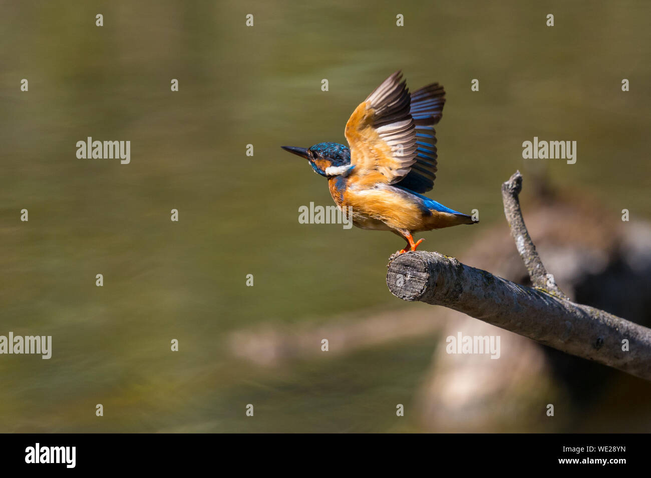 Natürliche Eisvögel (alcedo atthis) beim Start von Barsch Stockfoto