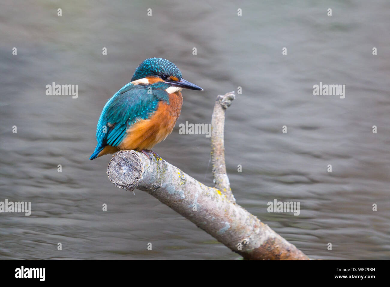 Junge Eisvögel (alcedo atthis) sitzen auf Barsch in Wasser Stockfoto