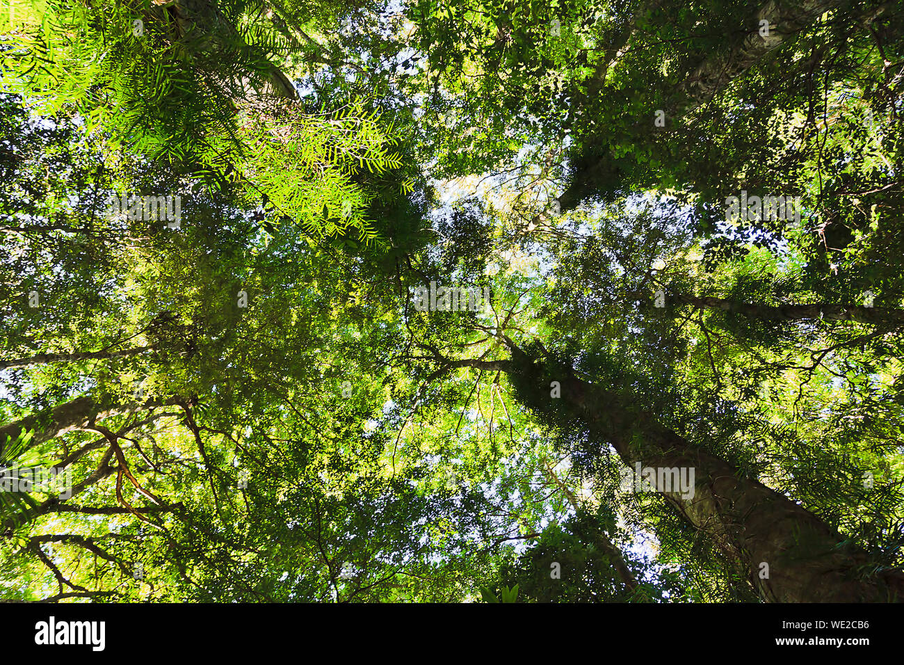 urwald-von-oben-fotos-und-bildmaterial-in-hoher-aufl-sung-alamy