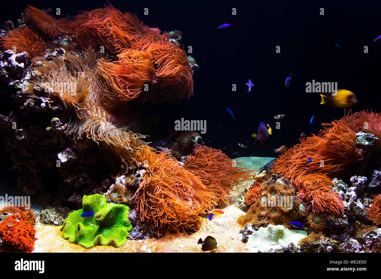 Fische schwimmen von Coral Undersea Stockfoto