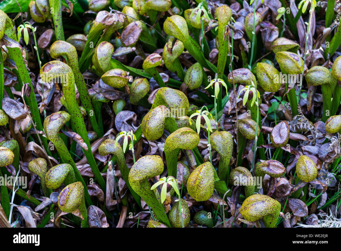 Hohe Betrachtungswinkel von fleischfressenden Pflanzen im Botanischen Garten Stockfoto