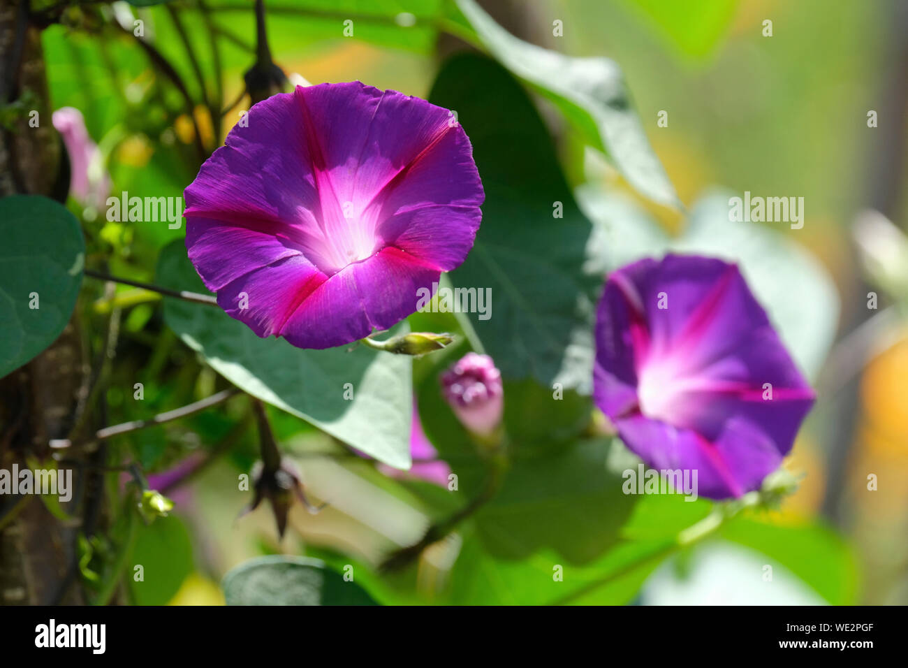Close-up Blumen von ipomoea tricolor Kniola in Schwarz. Ipomoea purpurea, die gemeinsame Morgen - Herrlichkeit, hohen Morgen - Herrlichkeit oder lila morning glory. Stockfoto