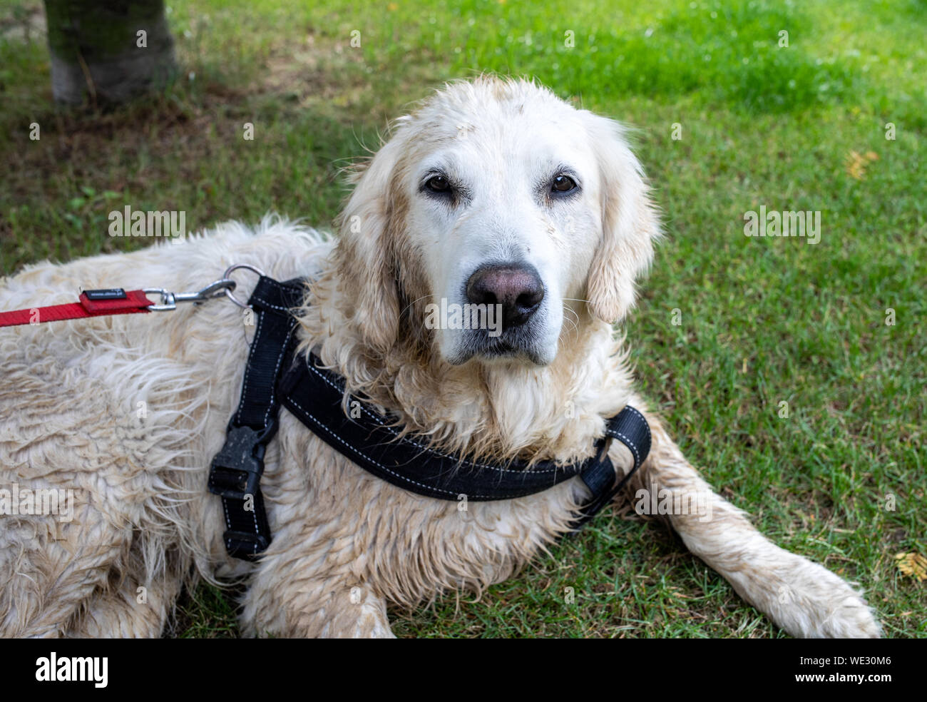 Golden Retriever nach einem Spaziergang durch schlammige Wiesen Stockfoto