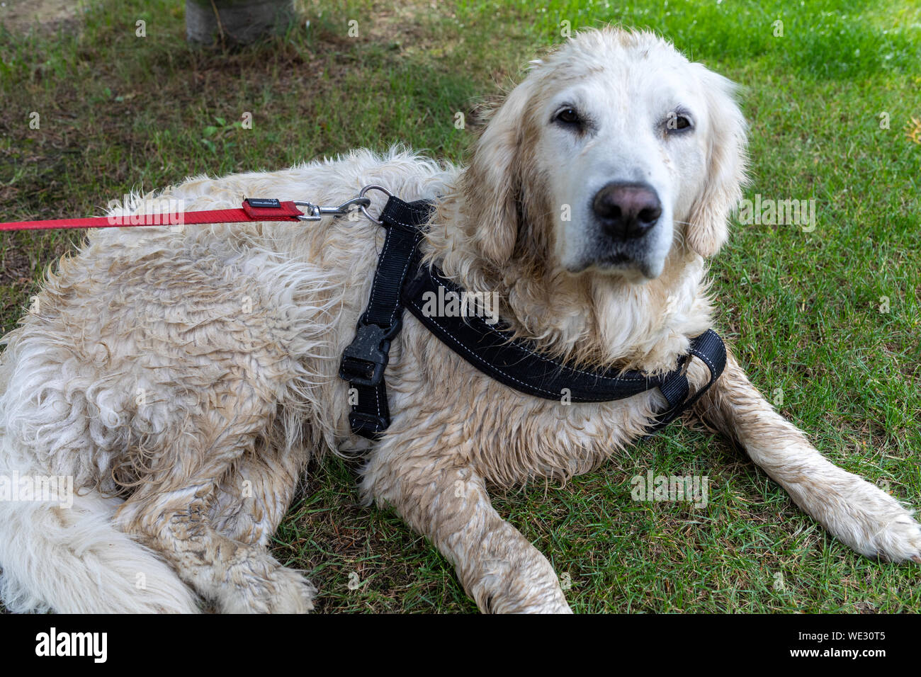 Golden Retriever nach einem Spaziergang durch schlammige Wiesen Stockfoto