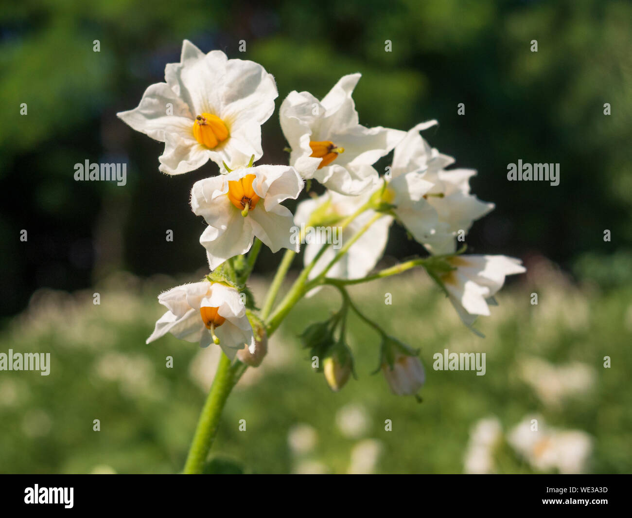 Blühende Kartoffeln Blumen. Gartenarbeit im Sommer Stockfoto