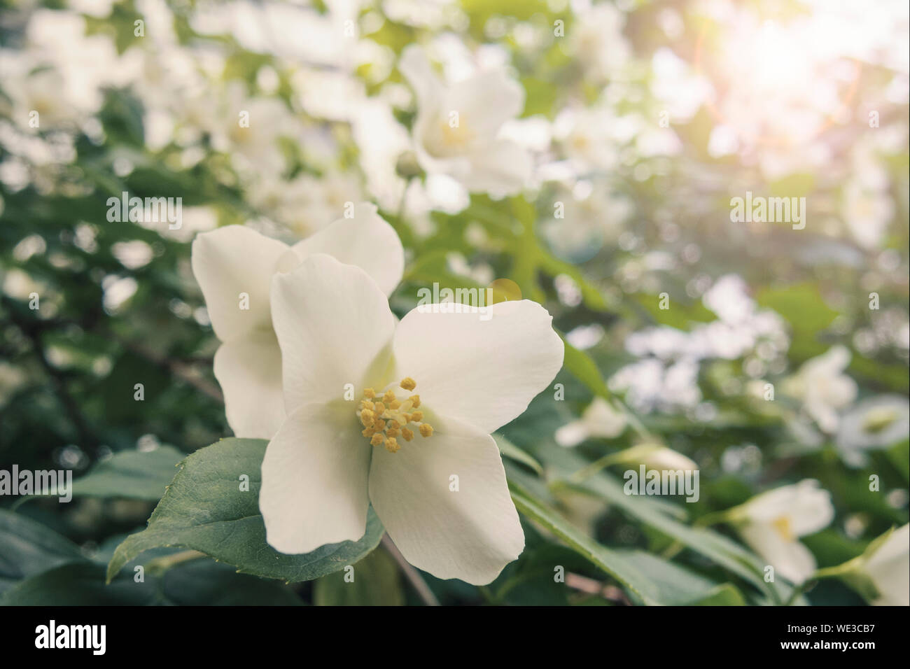 Ausschreibung Jasminblüten. Duft von Frühling Stockfoto