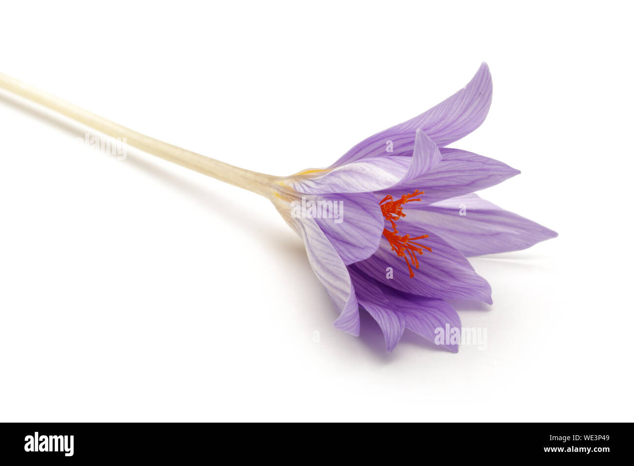 Single Crocus Blume auf weißem Hintergrund Stockfoto