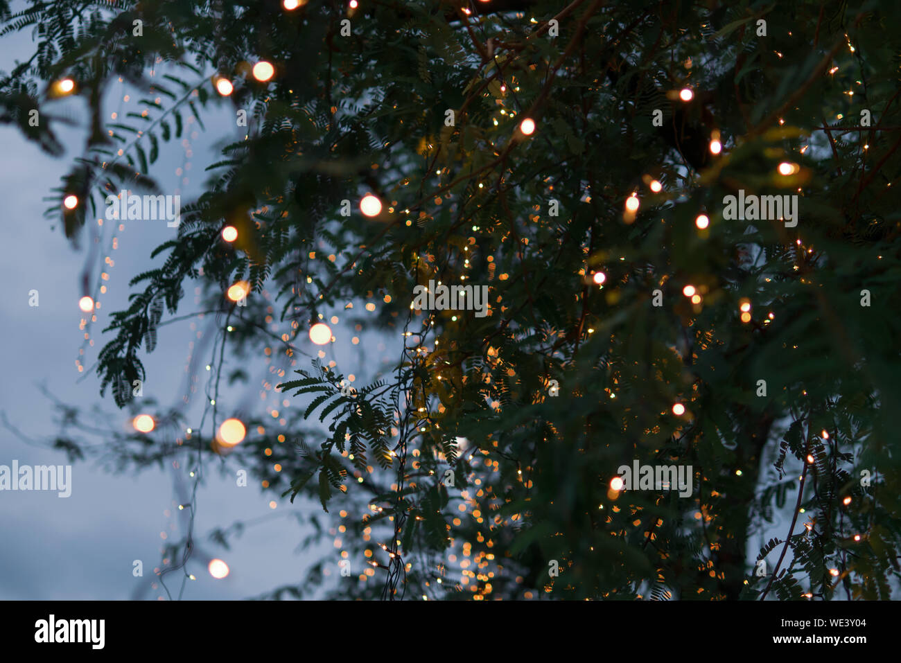 Baum geschmückt mit Lichtern zu Weihnachten Stockfoto