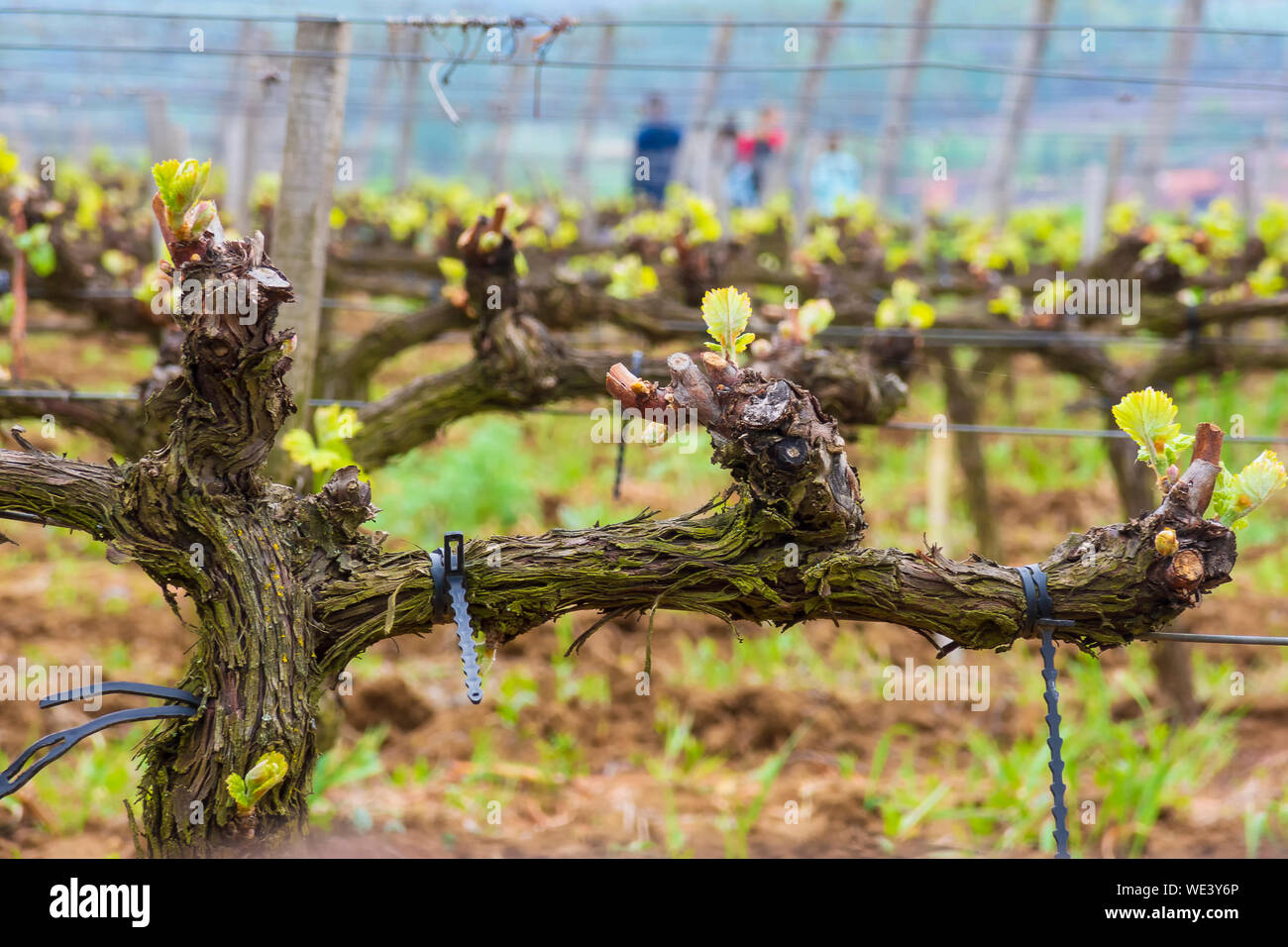 Junge Traube schießt auf den Weinberg. Tokaj - berühmte Weinregion in Ungarn Stockfoto
