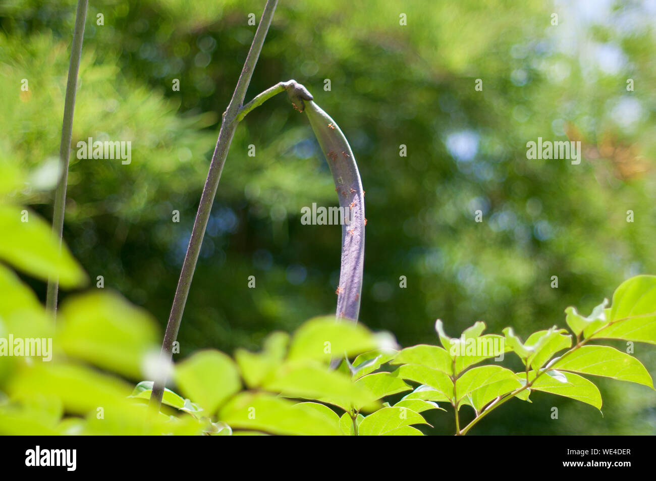 Gebrochene Knochen Obst Stockfoto