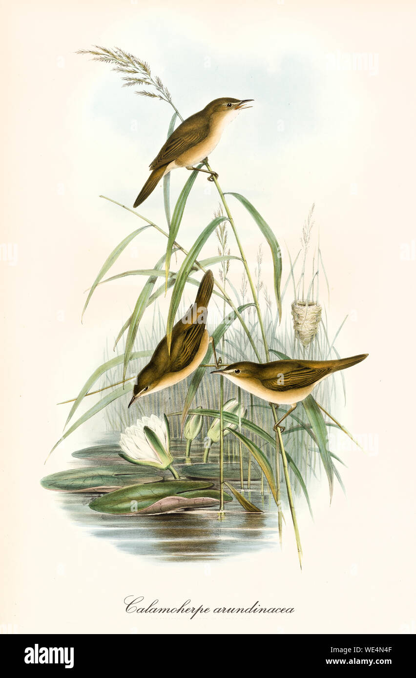 Drei kleine süße Vögel, die in einer Wasservegetation leben. Alte Detaildarstellung des Eurasischen Reed-Warblers (Acrocephalus scirpaceus). Botanische grafische Komposition von John Gould, London, zwischen den Jahren zwischen den Jahren zwischen den Jahren zwischen den Jahren zwischen der und der Stockfoto