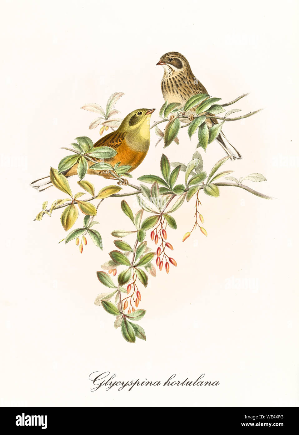 Zwei kleine süße Vögel auf isolierten grünen dünnen Zweigen. Detaillierte handkolorierte faunistische und botanische alte Illustration von Ortolan-Bunting (Emberiza hortulana). Von John Gould, London, Zwischen Den Jahren Zwischen Den Jahren Zwischen Den Jahren Zwischen Der Und Dem Jahr Stockfoto