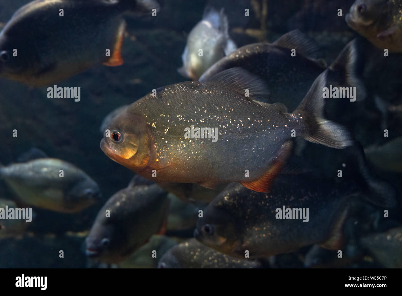 Piranha Natterer. Serrasalmus natterer. Marine Hintergrund. Fisch close-up. Stockfoto