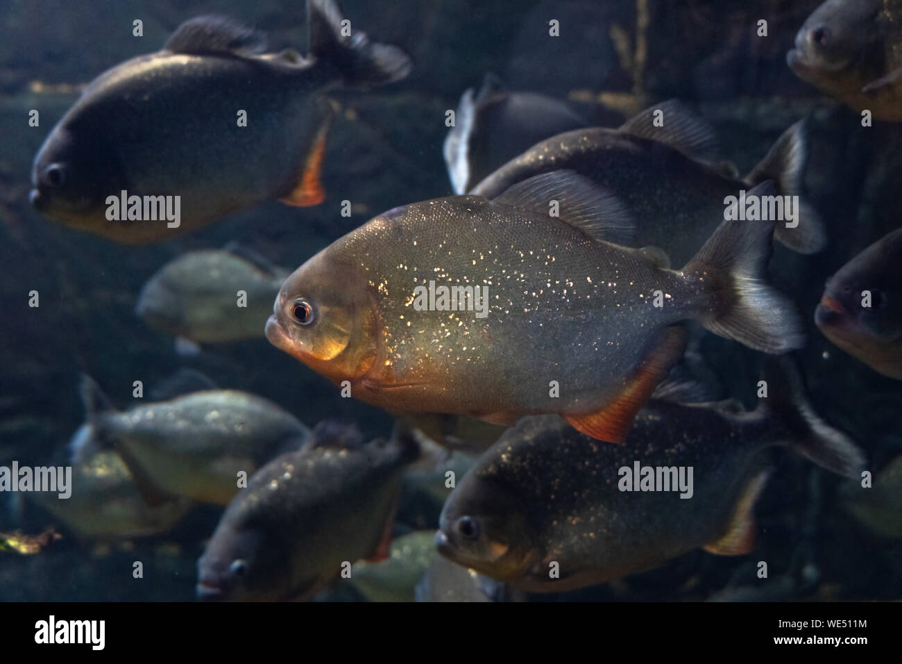 Piranha Natterer. Serrasalmus natterer. Marine Hintergrund. Fisch close-up. Stockfoto