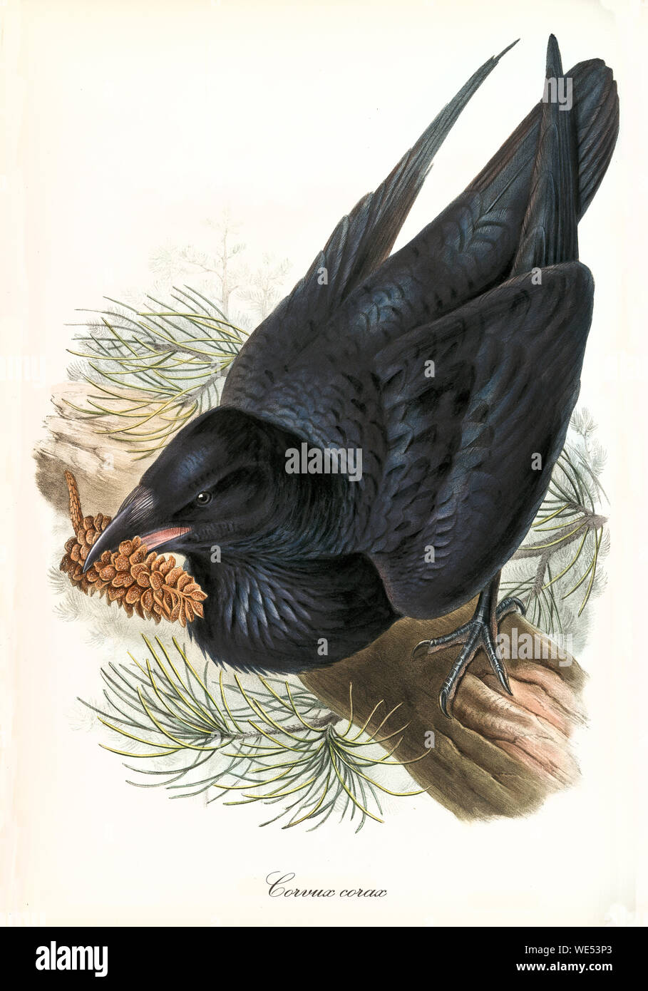 Gemeiner schwarzer Rabe mit einem Pinekon in seinem beck an einem Kiefernstamm. Detaillierte handfarbige Vintage-Illustration von Common Raven (Corvus corax). Von John Gould publ. In London Zwischen Den Jahren Zwischen Den Jahren Zwischen Den Jahren Zwischen Dem Stockfoto