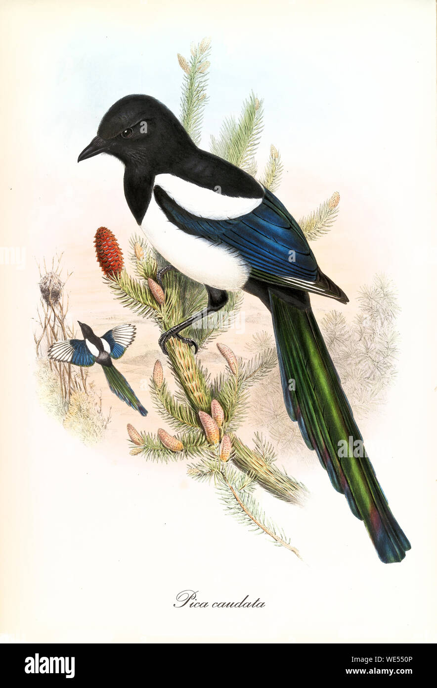 Bunte Vögel posieren auf einer mediterranen Pflanze. Detaillierte handfarbige Vintage-Illustration der Eurasischen Magpie (Pica pica). Von John Gould publ. In London Zwischen Den Jahren Zwischen Den Jahren Zwischen Den Jahren Zwischen Dem Stockfoto