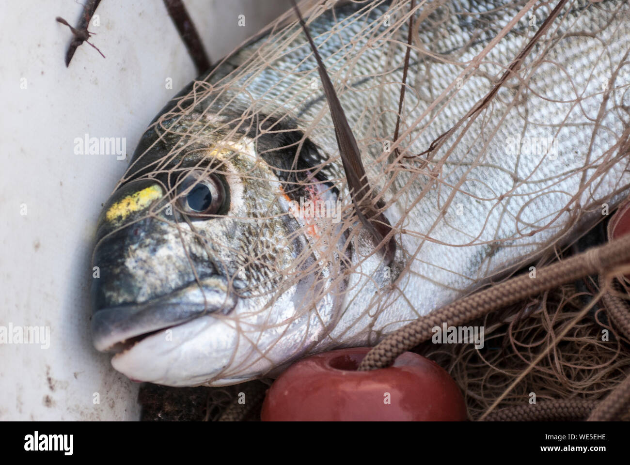 Fisch im Netz und die Fischerei, Stockfoto