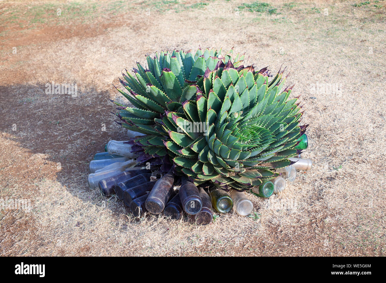 Aloe Polyphylla oder Spirale Aloe close up, immergrüne Sukkulente, Maluti Spektrum der Drakensberge, endemisch, nationales Symbol Lesotho, Südafrika Stockfoto