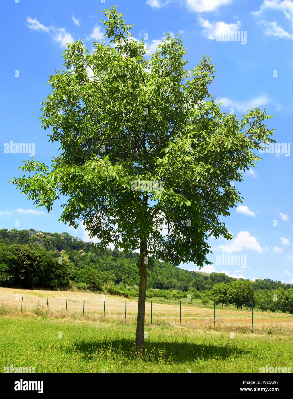 Walnuss isoliert in einem Feld in blauer Himmel. Stockfoto